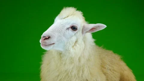Portrait sheep on a green screen Stock Footage 90118872