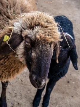 Portrait of a sheep, kept in captivity, looking bored Stock Photos