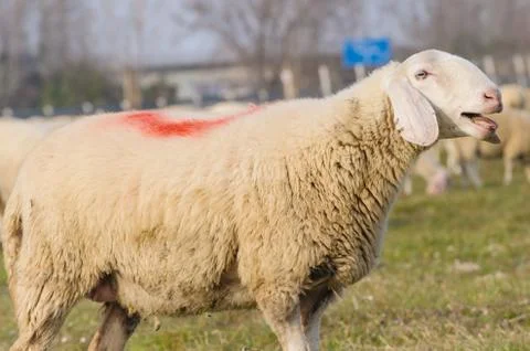 Portrait of sheep Stock Photos