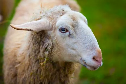 Portrait of a sheep Stock Photos