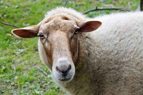 Portrait of a sheep Stock Photos