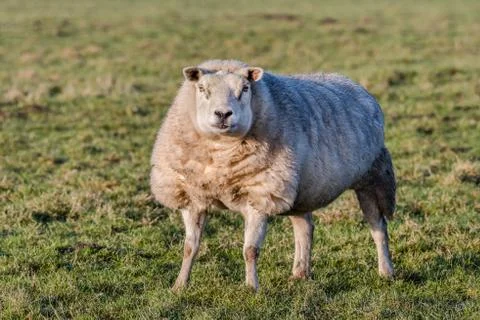 Portrait of a sheep posing in a meadow. Stock Photos