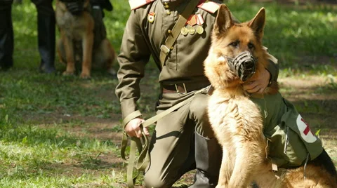 Portrait of shepherd outdoors. Stock-Footage 63082802
