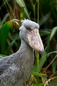 Portrait of shoebill Stock Photos