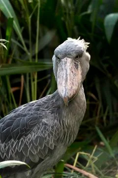 Portrait of shoebill Stock Photos