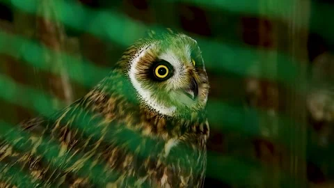 Portrait of a Short-eared owl sitting in an aviary. Video stock 340065174