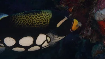Portrait shot of a clown triggerfish Stock Footage 85580191