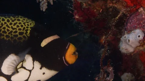 Portrait shot of a clown triggerfish Stock Footage 85581211