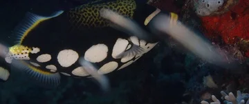 Portrait shot of a clown triggerfish Stock Footage 85581756