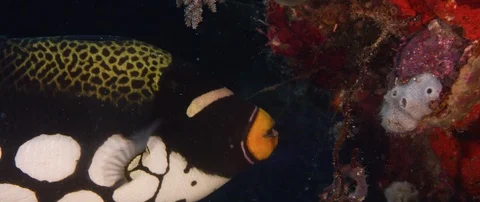 Portrait shot of a clown triggerfish Stock Footage 85596320