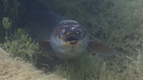 Portrait shot of Eel Video stock 276323123