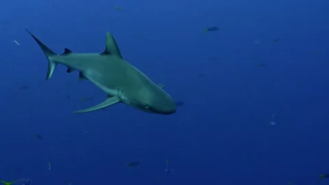Portrait shot of Grey Reefshark in front of blue water, Palau Video stock 334130412