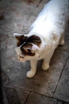 Portrait shot looking down on white and brown small cat looking curiously Stock Photos