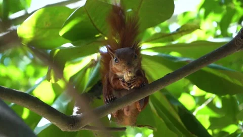 Portrait shot of red tailed squirrel eating a peanut holding it with tiny Stock Footage 138546355
