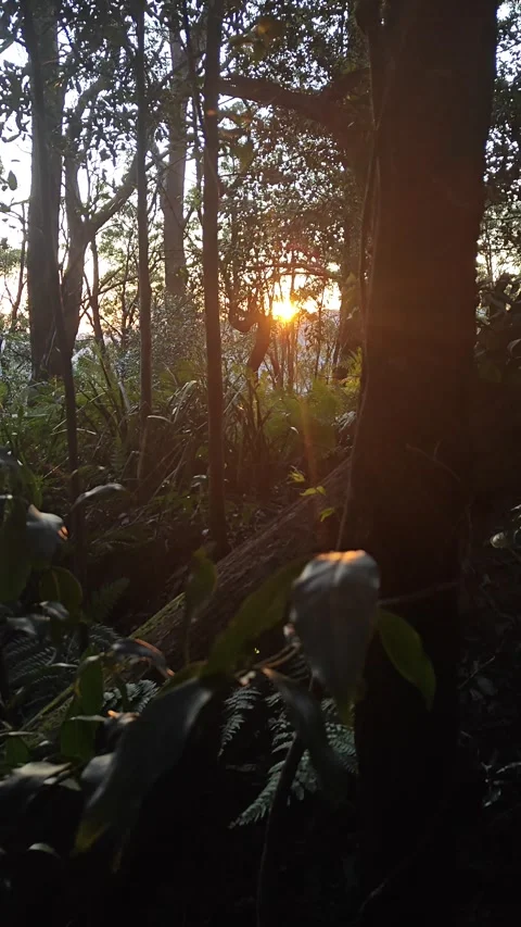 PORTRAIT SHOT OF SUN SETTING IN FOREST KANGAROO VALLEY AUSTRALIA OUTBACK Stock Footage 285216776