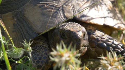Portrait shot of a tortoise face with a small red spider mite coming down Video stock 129530644