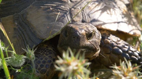 Portrait shot of a tortoise face standing still while a spider is coming down Stock Footage 129527209