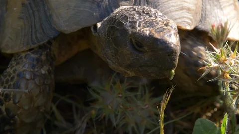 Portrait shot of a tortoise moving forward carefully, close-up Video stock 129530839