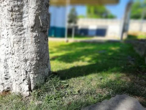 Portrait shot of a tree with its shadow falling on grass filled ground in day Stock Photos