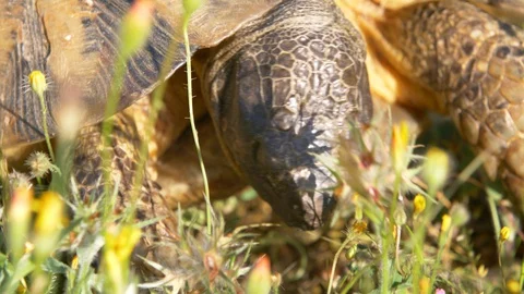 Portrait shot of a turtle eating and chewing on bright sunny day, close up Stock Footage