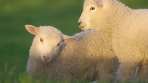 Portrait shot of two cute spring lambs in a field Stock-Footage 250360529