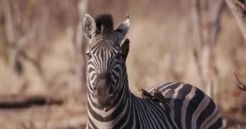 Portrait shot of Zebra with red-billed oxpeckers,Botswana Stock Footage 85259275