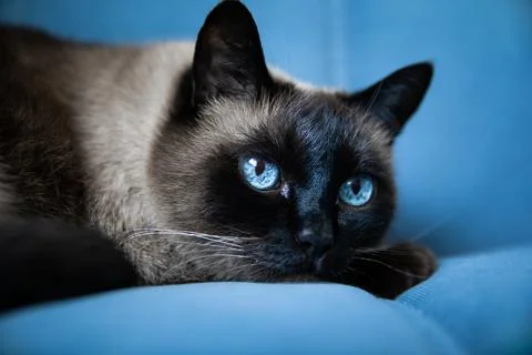 Portrait of a Siamese cat on the couch. Stock Photos