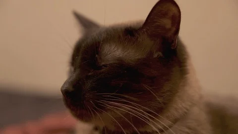 Portrait of siamese cat lying on red cover. Chilling cat 库存影片 105233912