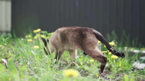 Portrait of a siamese cat walking in the backyard on a grass Видео 192539557