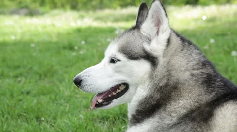 Portrait of a Siberian Husky closeup. Stock-Footage 63484869