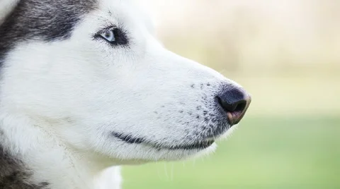 Portrait of Siberian Husky in Stock Video Pond5 - Main Image