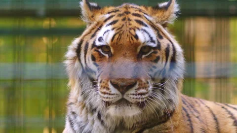 Portrait of a Siberian tiger looking at the camera. Stock Footage 194430161