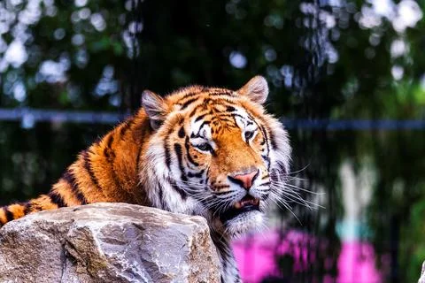 A portrait of a siberian tiger lying behind a rock actively searching for som Stock Photos