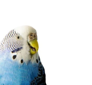Portrait. A sick bird. The muzzle of a budgie on a white background. Isolate. Stock Photos