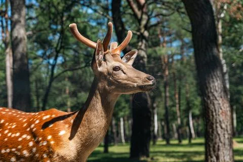 Portrait of a sika deer looking at the camera. Wild animal. The Sika deer a.. Stock Photos