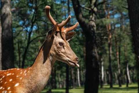 Portrait of a sika deer looking at the camera. Wild animal. The Sika deer a.. Stock Photos