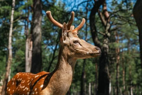Portrait of a sika deer looking at the camera. Wild animal. The Sika deer a.. Stock Photos