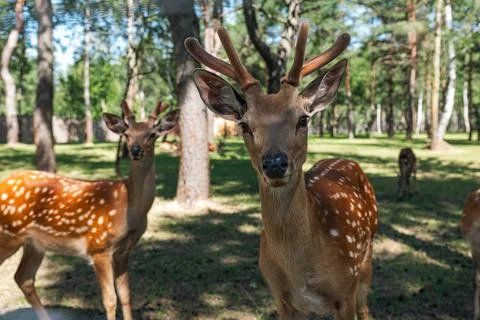 Portrait of a sika deer looking at the camera. Wild animal. The Sika deer a.. Stock Photos