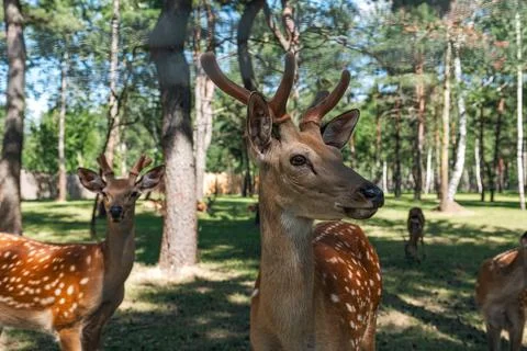 Portrait of a sika deer looking at the camera. Wild animal. The Sika deer a.. Stock Photos