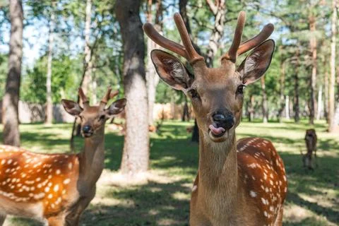 Portrait of a sika deer looking at the camera. Wild animal. The Sika deer a.. Stock Photos