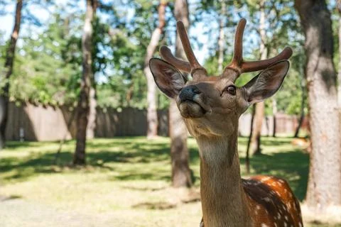 Portrait of a sika deer looking at the camera. Wild animal. The Sika deer a.. Stock Photos