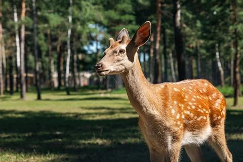 Portrait of a sika deer looking at the camera. Wild animal. The Sika deer a.. Stock Photos