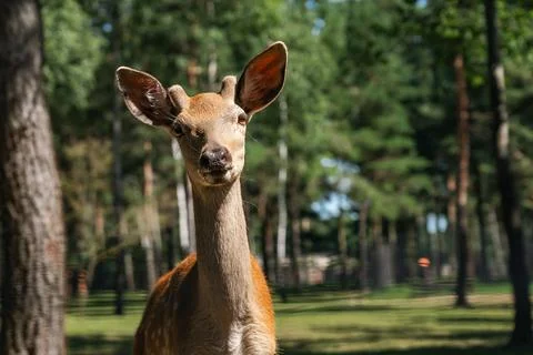 Portrait of a sika deer looking at the camera. Wild animal. The Sika deer a.. Stock Photos