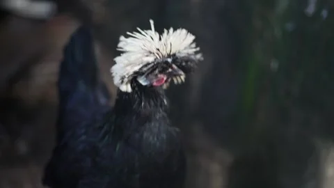 Portrait of silver laced black Polish cock on farm, selective focus Stockbeeldmateriaal 330047774