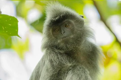 Portrait of a silver leaf monkey resting on a tree in Borneo Stock Photos
