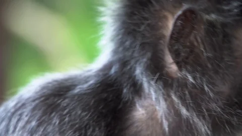 Portrait of Silver Leaf Monkey (Trachypithecus cristatus) Stock Footage 87394581