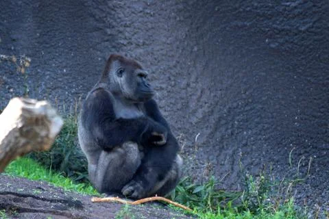 A portrait of a silverback gorilla sitting on a slide of a rocky mountain in  Stock Photos