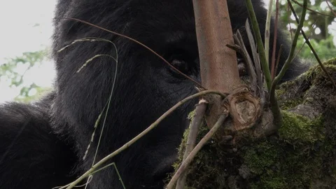 Portrait of Silverback Mountain Gorilla Stock Footage 125253920
