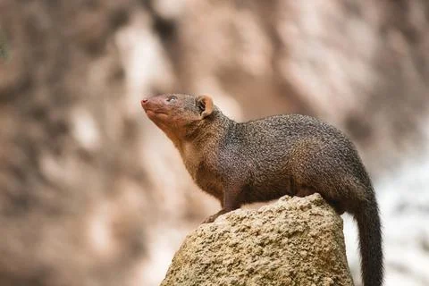 Portrait of a single common dwarf mongoose stood on a rock and looking up Stock Photos