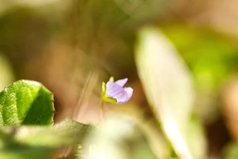 Portrait of a single flower. Spring background. background of flower. Stock Photos
